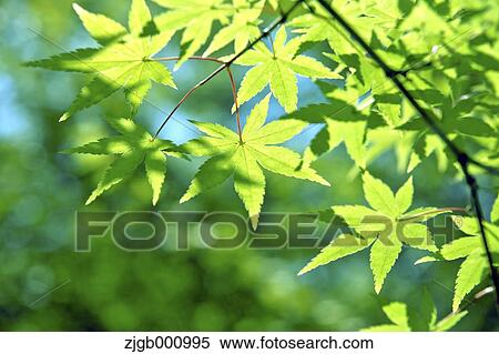Green maple leaves View Large Photo Image Stock Photography - Green maple leaves. Fotosearch