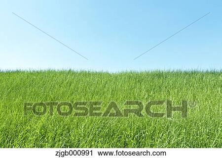 Stock Image - Green meadow and sky. Fotosearch
