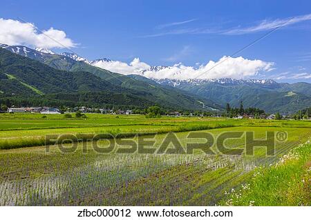 Hakuba mountain range and rice field, Nagano Prefecture View Large Photo Image Stock Image - Hakuba mountain range and rice field, Nagano Prefecture. Fotosearch