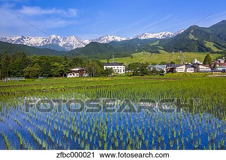 Stock Image - Hakuba mountain range and rice field, Nagano Prefecture. Fotosearch