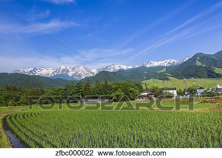Hakuba mountain range and rice field, Nagano Prefecture View Large Photo Image Stock Image - Hakuba mountain range and rice field, Nagano Prefecture. Fotosearch