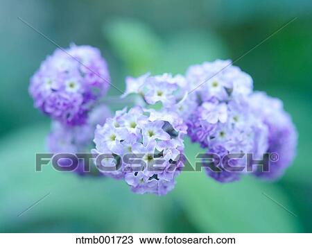 Stock Image - Heliotrope flowers. Fotosearch