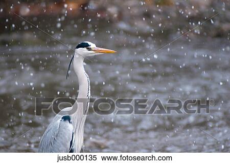 Heron and snowfall View Large Photo Image Stock Photography - Heron and snowfall. Fotosearch