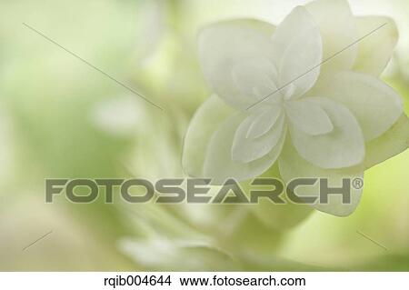 Hydrangea flowers View Large Photo Image Picture - Hydrangea flowers. Fotosearch