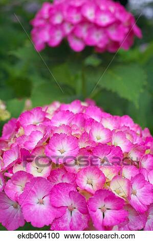 Hydrangea flowers View Large Photo Image Stock Image - Hydrangea flowers. Fotosearch