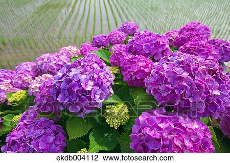 Hydrangea flowers View Large Photo Image Stock Image - Hydrangea flowers. Fotosearch