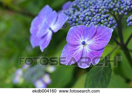 Stock Image - Hydrangea flowers. Fotosearch