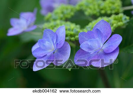Hydrangea flowers View Large Photo Image Stock Image - Hydrangea flowers. Fotosearch