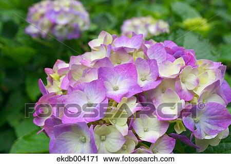 Hydrangea flowers View Large Photo Image Stock Image - Hydrangea flowers. Fotosearch