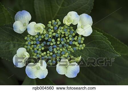 Hydrangea flowers View Large Photo Image Stock Image - Hydrangea flowers. Fotosearch
