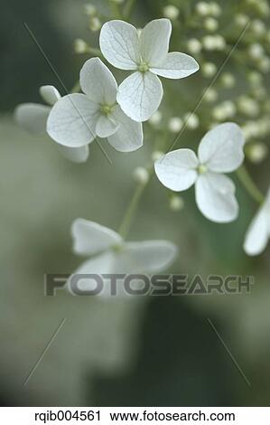 Stock Image - Hydrangea flowers. Fotosearch