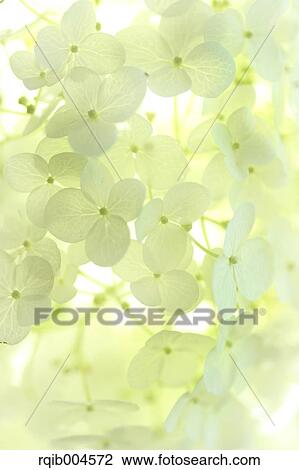 Stock Image - Hydrangea flowers. Fotosearch