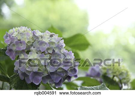 Stock Image - Hydrangea flowers. Fotosearch