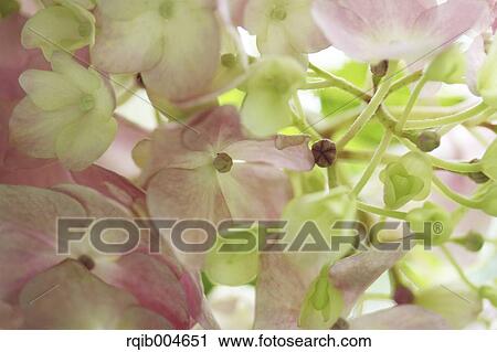 Hydrangea flowers View Large Photo Image Stock Image - Hydrangea flowers. Fotosearch