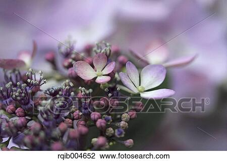 Hydrangea flowers View Large Photo Image Stock Image - Hydrangea flowers. Fotosearch