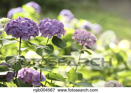Hydrangea flowers View Large Photo Image Stock Photo - Hydrangea flowers. Fotosearch