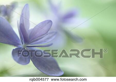 Hydrangea flowers View Large Photo Image Stock Photo - Hydrangea flowers. Fotosearch