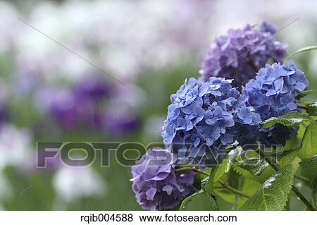 Stock Photo - Hydrangea flowers. Fotosearch