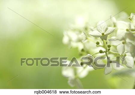 Hydrangea flowers View Large Photo Image Stock Photo - Hydrangea flowers. Fotosearch