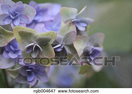 Stock Photo - Hydrangea flowers. Fotosearch