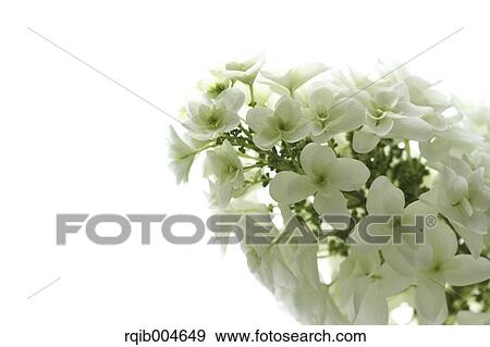 Hydrangea flowers View Large Photo Image Stock Photo - Hydrangea flowers. Fotosearch
