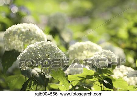 Stock Photograph - Hydrangea flowers. Fotosearch