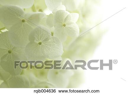 Stock Photograph - Hydrangea flowers. Fotosearch