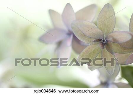 Hydrangea flowers View Large Photo Image Stock Photograph - Hydrangea flowers. Fotosearch