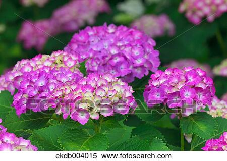 Hydrangea flowers View Large Photo Image Stock Photography - Hydrangea flowers. Fotosearch