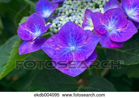 Hydrangea flowers View Large Photo Image Stock Photography - Hydrangea flowers. Fotosearch
