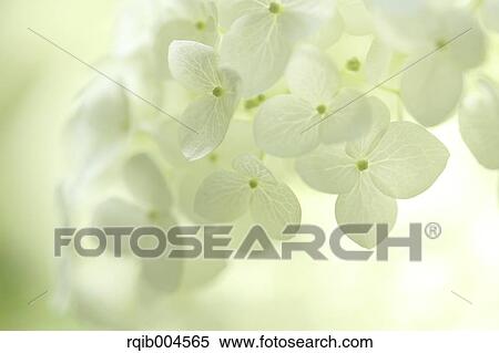 Hydrangea flowers View Large Photo Image Stock Photography - Hydrangea flowers. Fotosearch