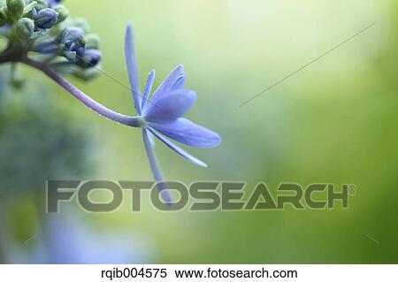 Stock Photography - Hydrangea flowers. Fotosearch