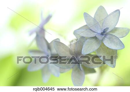 Stock Photography - Hydrangea flowers. Fotosearch