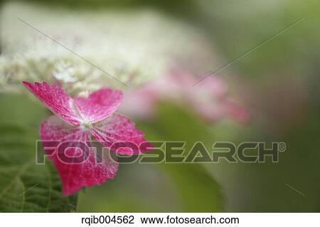 Hydrangea View Large Photo Image Stock Image - Hydrangea. Fotosearch
