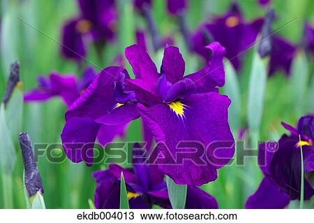 Iris flowers View Large Photo Image Stock Image - Iris flowers. Fotosearch