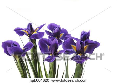 Iris Unguicularis View Large Photo Image Stock Image - Iris Unguicularis. Fotosearch