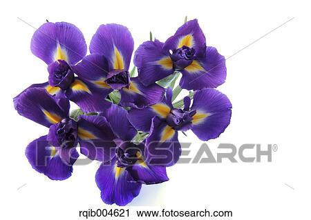Iris Unguicularis View Large Photo Image Stock Image - Iris Unguicularis. Fotosearch