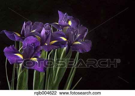 Stock Image - Iris Unguicularis. Fotosearch