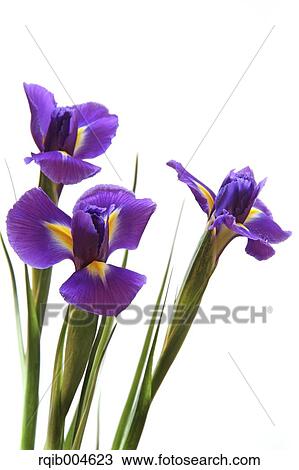 Stock Image - Iris Unguicularis. Fotosearch