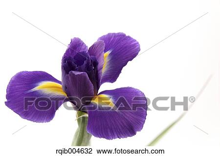 Stock Image - Iris Unguicularis. Fotosearch