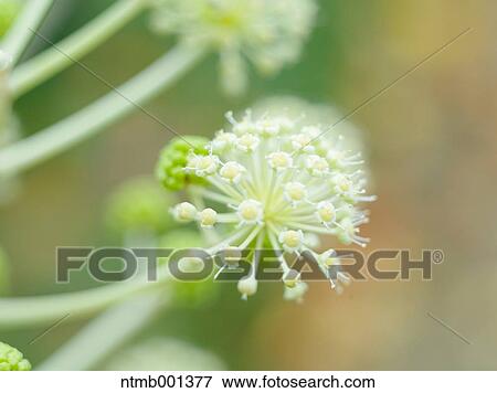 Stock Photo - Japanese Aralia. Fotosearch