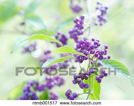 Japanese beautyberry View Large Photo Image Stock Photo - Japanese beautyberry. Fotosearch