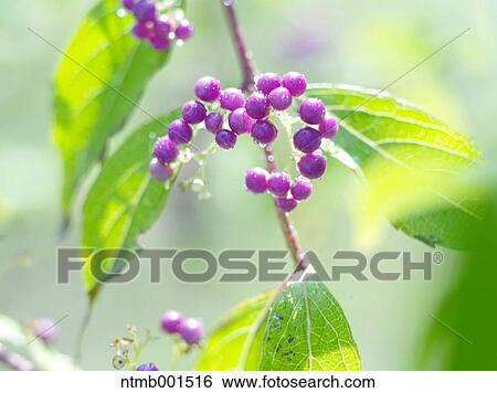 Japanese beautyberry View Large Photo Image Stock Photograph - Japanese beautyberry. Fotosearch