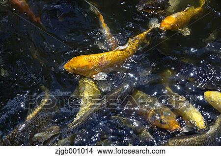 Japanese carps View Large Photo Image Picture - Japanese carps. Fotosearch