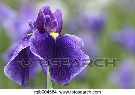Picture - Japanese iris. Fotosearch