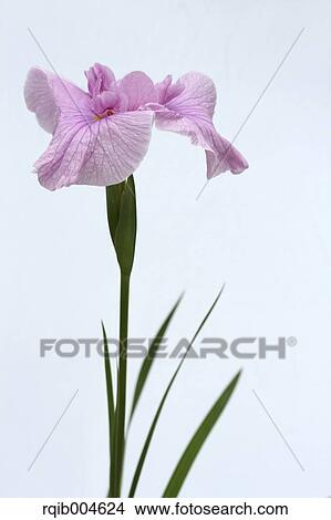 Japanese iris View Large Photo Image Picture - Japanese iris. Fotosearch