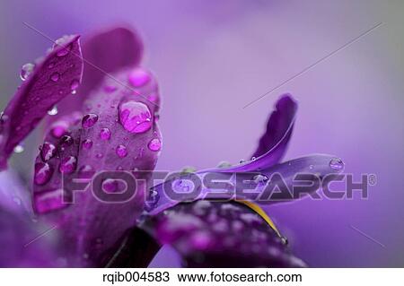 Japanese iris View Large Photo Image Stock Image - Japanese iris. Fotosearch