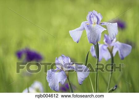 Japanese iris View Large Photo Image Stock Image - Japanese iris. Fotosearch