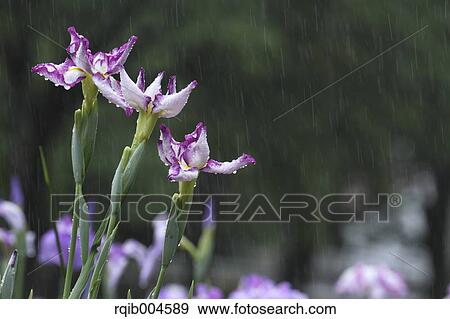 Stock Photo - Japanese iris. Fotosearch