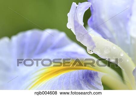 Stock Photo - Japanese iris. Fotosearch